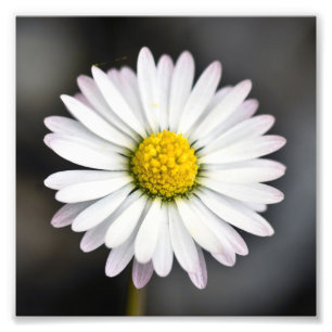 Foto Margarita blanca y amarilla hermosa