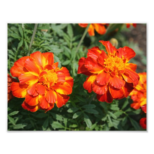 Foto Marigold (Frente)