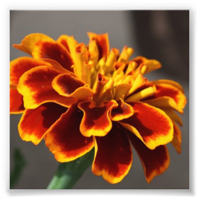 Foto Marigold (Frente)