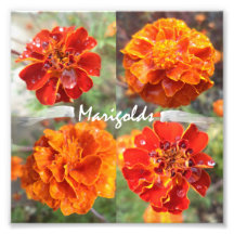 Marigoles