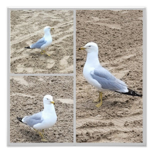 Foto Marinas En La Playa