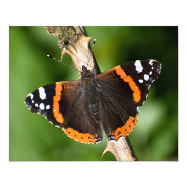 Foto Mariposa (Frente)