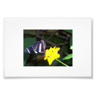 Foto Mariposa