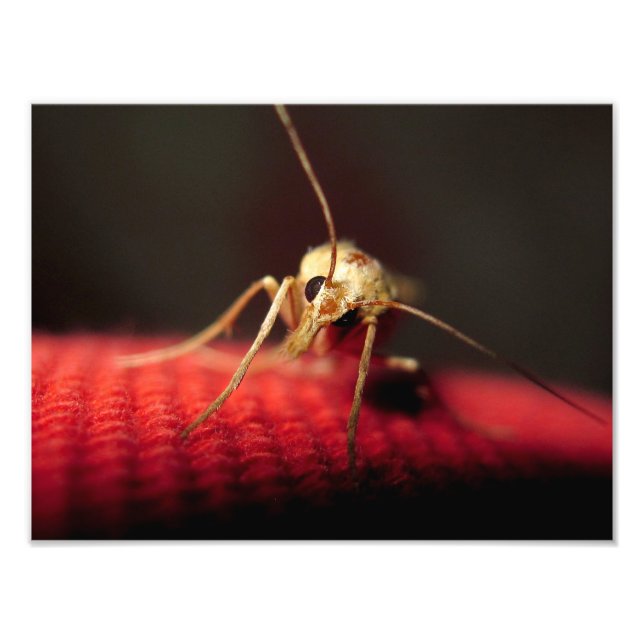 Foto mariposa (Frente)