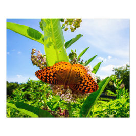 Foto mariposa
