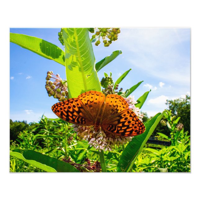 Foto mariposa (Frente)