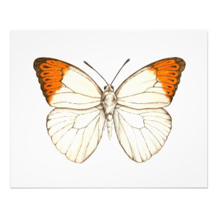 Foto Mariposa acuarela, gran punta naranja