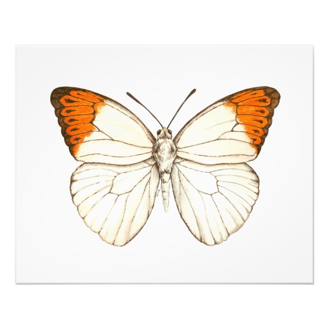 Foto Mariposa acuarela, gran punta naranja (Frente)