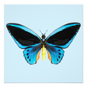 Foto Mariposa Ala de Pájaro