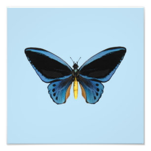 Foto Mariposa Ala de Pájaro