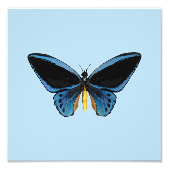 Foto Mariposa Ala de Pájaro (Frente)