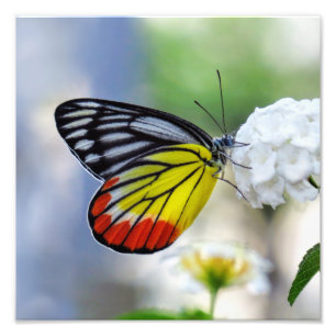 Foto Mariposa amarilla roja pintada Jezebel