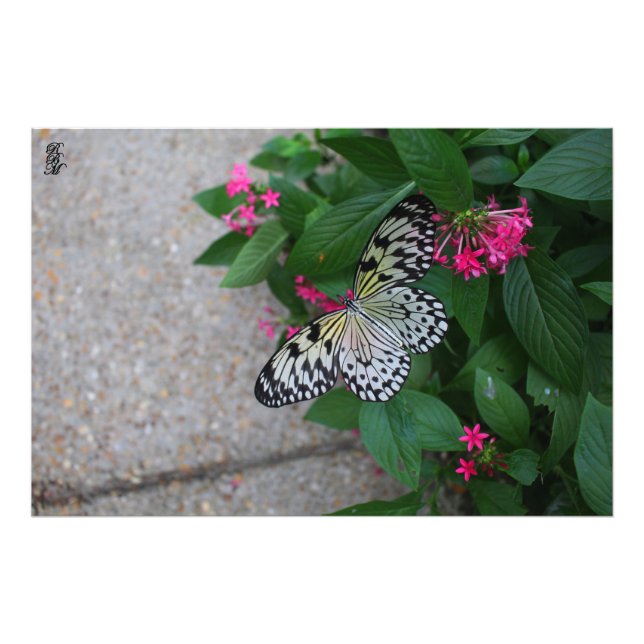 Foto Mariposa Amarilla Volando (Frente)