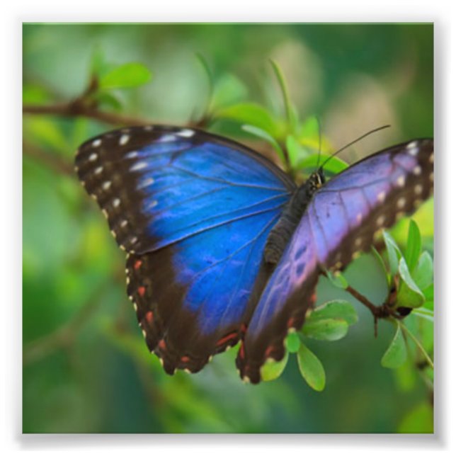 Foto Mariposa azul (Frente)