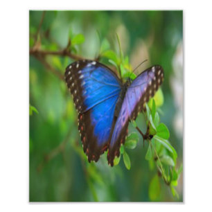 Foto Mariposa azul