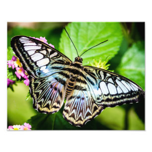 Foto Mariposa azul de las podadoras