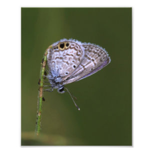 Foto Mariposa azul marina