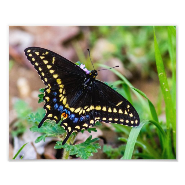 Foto Mariposa Black Swallowtail (Frente)