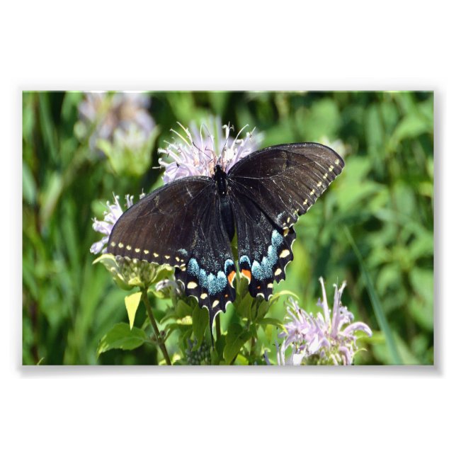Foto Mariposa Black Swallowtail (Frente)