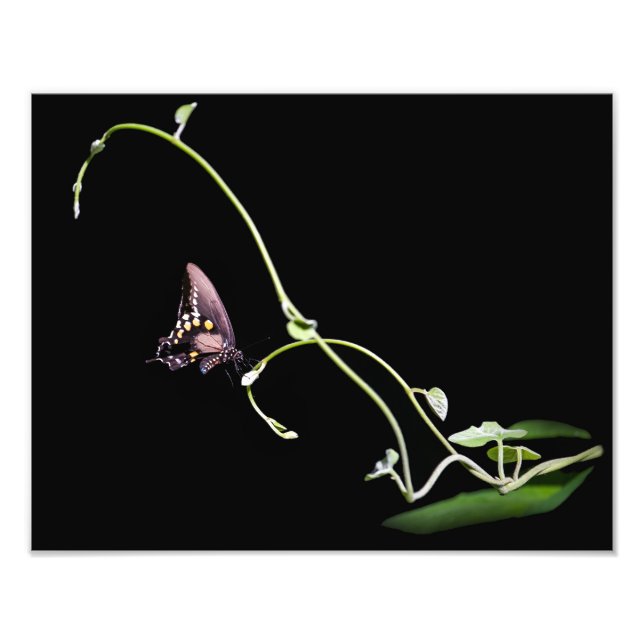 Foto Mariposa Black Swallowtail (Frente)