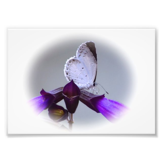 Foto Mariposa blanca pequeña (Frente)
