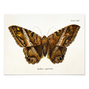 Foto Mariposa borrosa de la plantilla de la polilla de