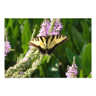Foto Mariposa Cola de Golondrina en Flores Silvestres P