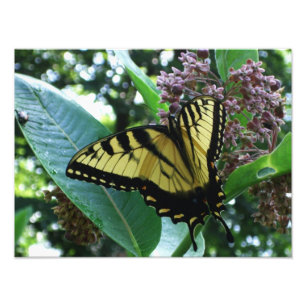 Foto Mariposa cola de golondrina I en algodoncillo en S