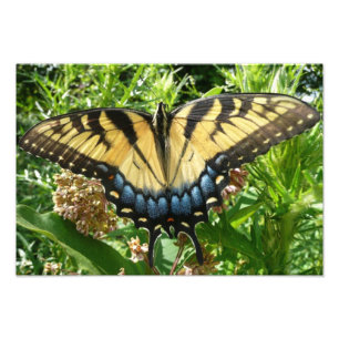 Foto Mariposa cola de golondrina II en Shenandoah