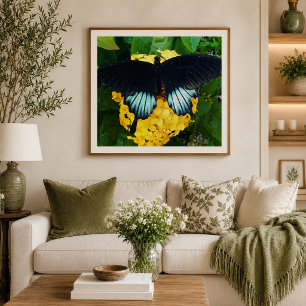 Foto Mariposa cola de golondrina negra de abril