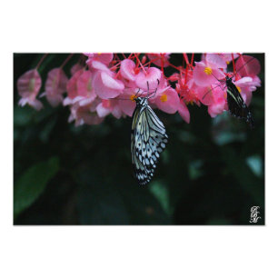 Foto Mariposa colgando de flores