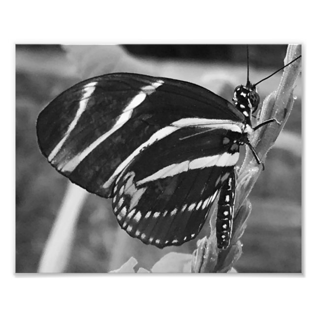 Foto Mariposa con encanto negro y blanco (Frente)