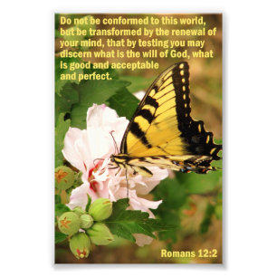 Foto Mariposa con romanos 12:2