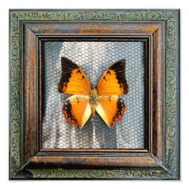 Foto Mariposa de 12" x 12" bordeada por negro