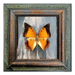Foto Mariposa de 12" x 12" bordeada por negro