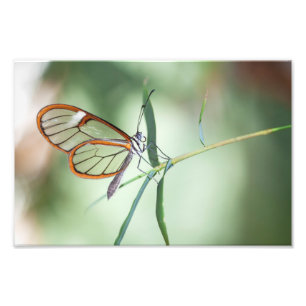 Foto Mariposa de ala clara encantadora