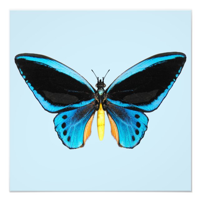 Foto Mariposa de Aves (Frente)
