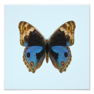 Foto Mariposa de Blue Pansy