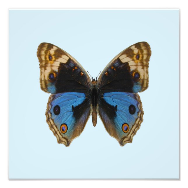 Foto Mariposa de Blue Pansy (Frente)