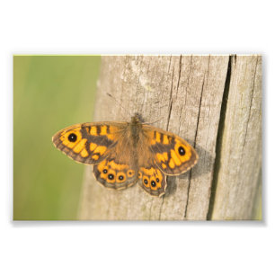 Foto Mariposa de Brown de la pared