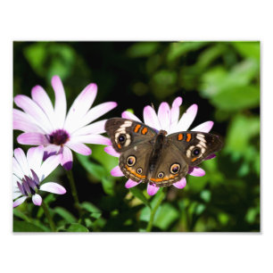 Foto Mariposa de Buckeye sobre las flores moradas