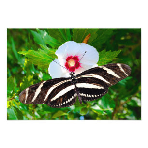 Foto Mariposa de cebra con corazón rojo hibiscus