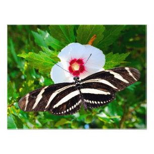 Foto Mariposa de cebra con corazón rojo hibiscus