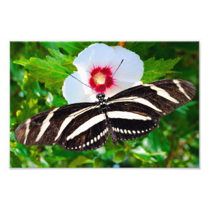 Foto Mariposa de cebra con corazón rojo hibiscus