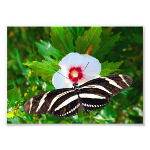 Foto Mariposa de cebra con corazón rojo hibiscus