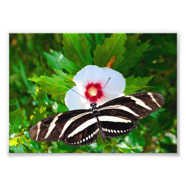 Foto Mariposa de cebra con corazón rojo hibiscus (Frente)