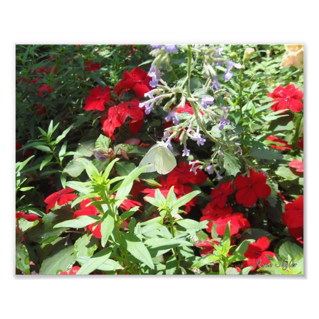 Foto Mariposa de col blanca (Frente)