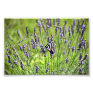 Foto Mariposa de cola cebra en un campo de lavanda