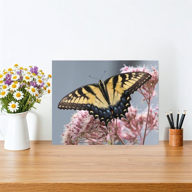 Foto Mariposa de cola cruda de tigre amarillo en la flo (Butterfly and flower nature print features a Yellow Tiger Swallowtail Butterfly on Joe Pye flower. )