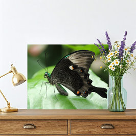 Foto Mariposa de cola de cigalas de pavo real de París